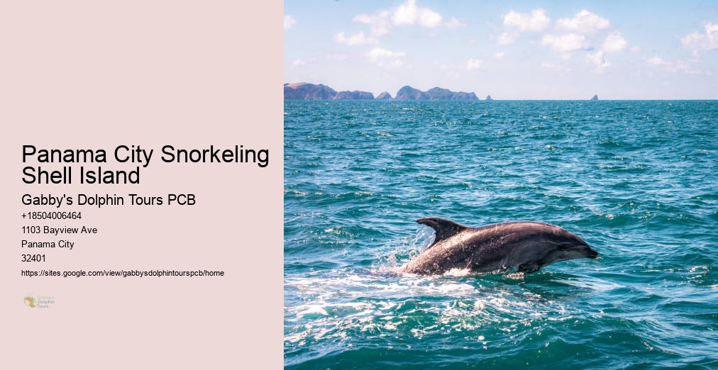 Swim With Dolphins Florida Panama City