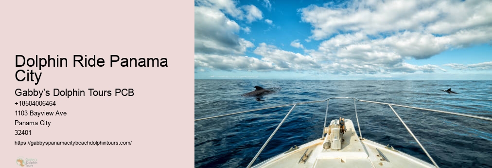 Swim With Dolphins Panama City