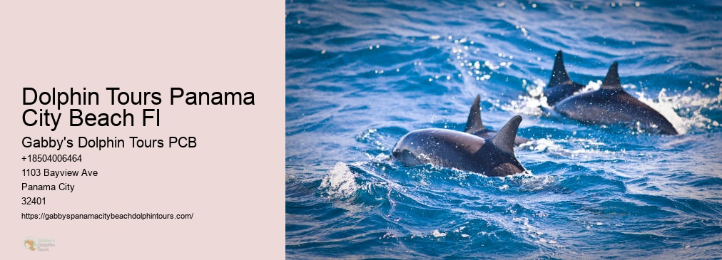 Swim With Dolphins Panama City