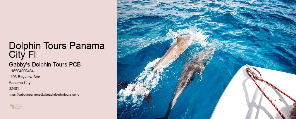 Swim With Dolphins Florida Panama City