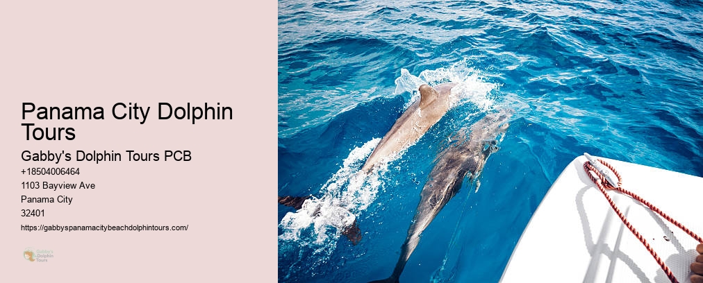 Swim With Dolphins Florida Panama City