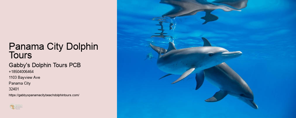 Swim With Dolphins Panama City Fl