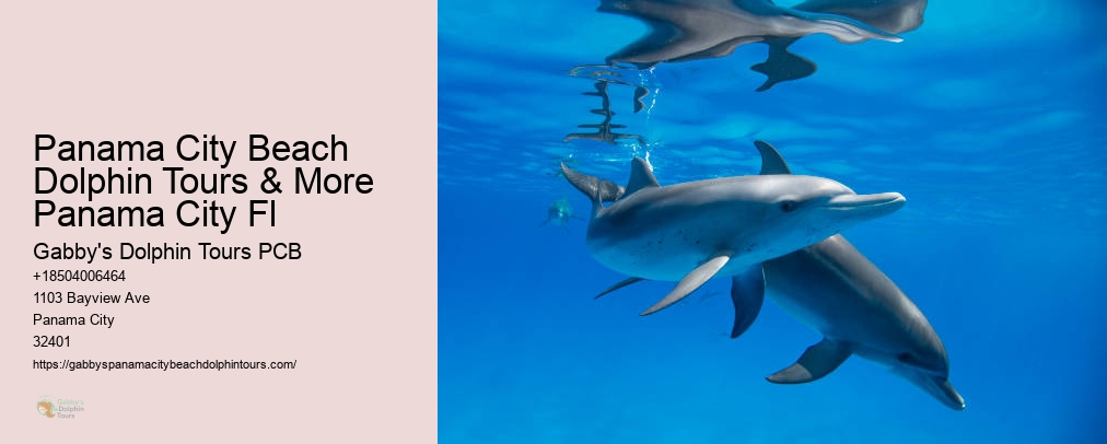 Swim With Dolphins Panama City