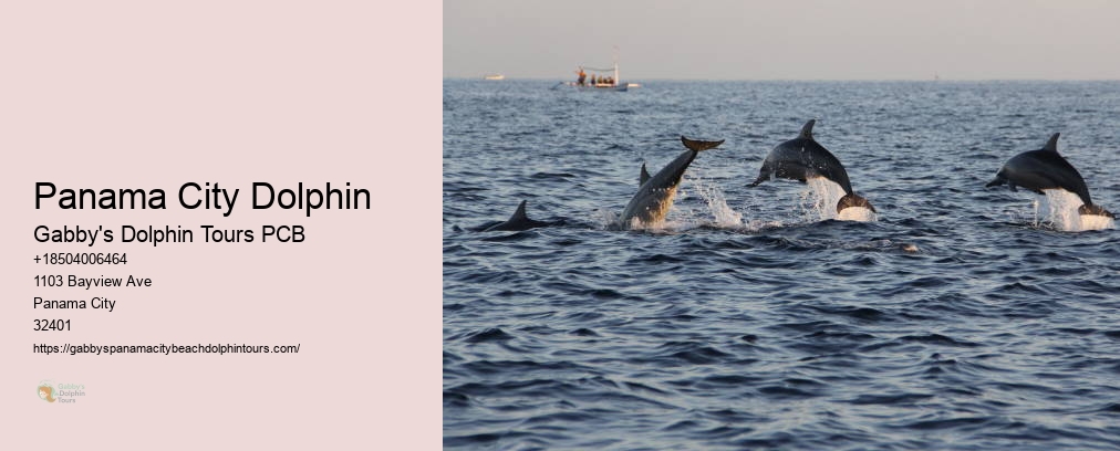 Dolphin Cruise Panama City