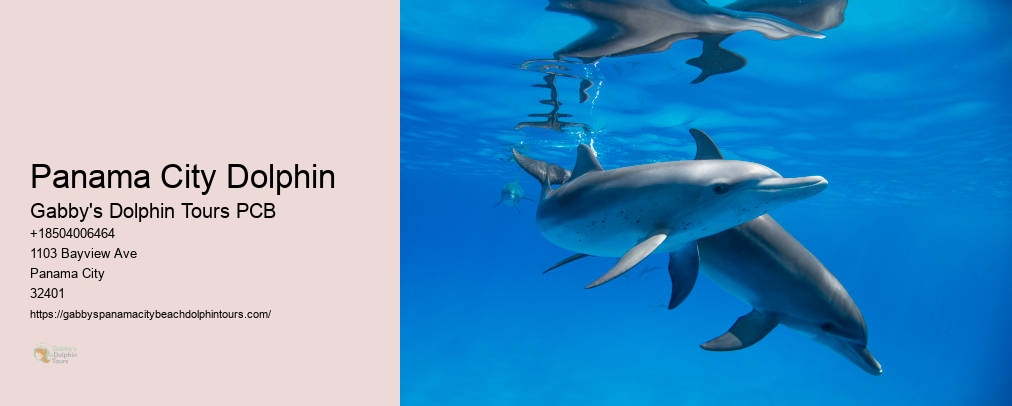 Gabby Dolphin Tours Panama City
